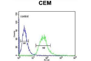 CA6 Antibody (C-term) flow cytometric analysis of CEM cells (right histogram) compared to a negative control cell (left histogram).