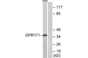 Western blot analysis of extracts from K562 cells, using GPR171 antibody. (GPR171 Antikörper  (Internal Region))