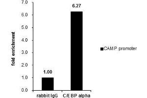 ChIP Image Cross-linked ChIP was performed with A549 chromatin extract and 5 μg of either control rabbit IgG or anti-C/EBP alpha antibody. (CEBPA Antikörper  (N-Term))