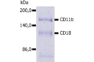 Immunoprecipitation of human CD11b/CD18 heterodimer from the lysate of washed PBMC isolated from healthy donor. (CD11b Antikörper  (FITC))