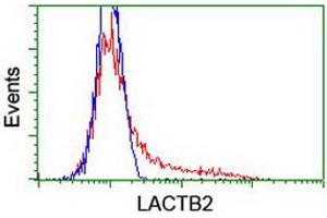 HEK293T cells transfected with either RC201465 overexpress plasmid (Red) or empty vector control plasmid (Blue) were immunostained by anti-LACTB2 antibody (ABIN2454345), and then analyzed by flow cytometry. (LACTB2 Antikörper)