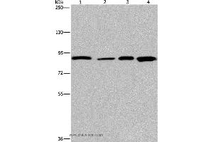 Western blot analysis of Mouse heart tissue and Hela cell, HUVEC cell and mouse skin tissue, using JUP Polyclonal Antibody at dilution of 1:1150 (JUP Antikörper)