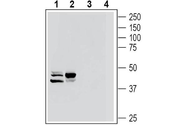 GPR77 Antikörper  (Extracellular)