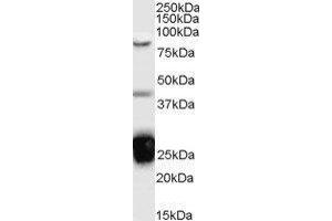 Western Blotting (WB) image for TIA1 Cytotoxic Granule-Associated RNA Binding Protein (TIA1) peptide (ABIN369553) (TIA1 Cytotoxic Granule-Associated RNA Binding Protein (TIA1) Peptid)