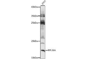Western blot analysis of extracts of 293T cells, using RPL36A antibody (ABIN7270006) at 1:1000 dilution. (RPL36A Antikörper  (AA 37-142))