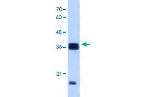 Western Blot analysis of Raji cell lysate with HNRNPH3 polyclonal antibody  at 1 ug/mL working concentration.