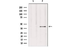 Western blot analysis of extracts from Hepg2, using GPR27 Antibody. (GPR27 Antikörper  (Internal Region))
