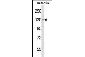 TBC1D2 Antibody (Center) (ABIN1538422 and ABIN2850064) western blot analysis in mouse testis tissue lysates (35 μg/lane). (TBC1D2 Antikörper  (AA 438-465))