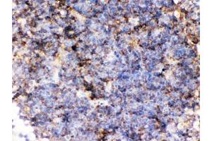 IHC testing of FFPE mouse lymph node with CD14 antibody. (CD14 Antikörper  (AA 65-327))