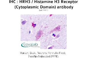 Image no. 1 for anti-Histamine Receptor H3 (HRH3) (2nd Cytoplasmic Domain) antibody (ABIN1735574) (HRH3 Antikörper  (2nd Cytoplasmic Domain))
