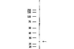 anti-Tetraspanin 9 (TSPAN9) (Internal Region) antibody