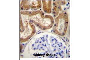 FGD2 Antibody (C-term) (ABIN657115 and ABIN2846263) immunohistochemistry analysis in formalin fixed and paraffin embedded human kidney tissue followed by peroxidase conjugation of the secondary antibody and DAB staining. (FGD2 Antikörper  (C-Term))