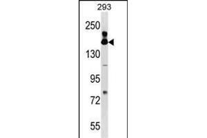 FANCA Antibody (Center) (ABIN1538566 and ABIN2849508) western blot analysis in 293 cell line lysates (35 μg/lane). (FANCA Antikörper  (AA 667-694))