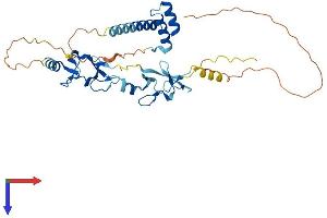 ISL1 Protein (AA 1-349) (His tag)