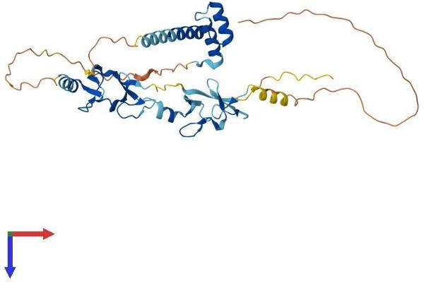 ISL1 Protein (AA 1-349) (His tag)