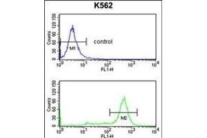 IL1RL2 Antibody (Center) 8817c flow cytometry analysis of K562 cells (bottom histogram) compared to a negative control cell (top histogram). (IL1RAPL2 Antikörper  (AA 372-401))