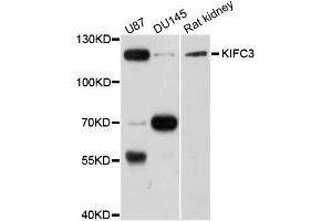 Western blot analysis of extracts of various cells, using KIFC3 antibody. (KIFC3 Antikörper)