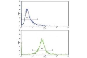 Flow cytometric analysis of 293 cells using CDC2 antibody (green) compared to a negative control (blue). (CDK1 Antikörper  (AA 1-29))