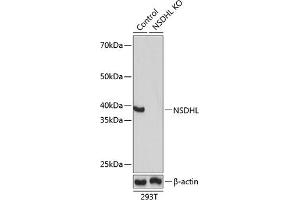 Western blot analysis of extracts from normal (control) and NSDHL knockout (KO) 293T cells, using NSDHL antibody (ABIN7268794) at 1:1000 dilution. (NSDHL Antikörper  (AA 1-240))