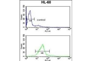 CBFB Antibody (Center) (ABIN390892 and ABIN2841100) flow cytometry analysis of HL-60 cells (bottom histogram) compared to a negative control cell (top histogram). (CBFB Antikörper  (AA 61-90))