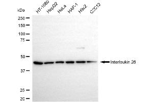 anti-Inhibitor of Growth Family, Member 1 (ING1) antibody