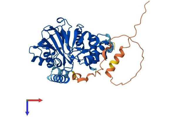 PNKD Protein (AA 1-385) (His tag)