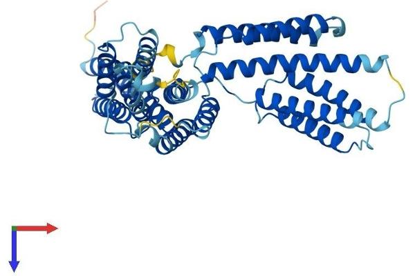 BAG5 Protein (AA 1-447) (His tag)