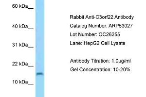 Western Blotting (WB) image for anti-Chromosome 3 Open Reading Frame 22 (C3orf22) (Middle Region) antibody (ABIN2785197) (C3orf22 Antikörper  (Middle Region))