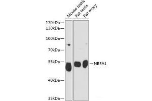 Western blot analysis of extracts of various cell lines using NR5A1 Polyclonal Antibody at dilution of 1:3000. (NR5A1 Antikörper)