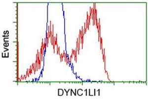 Flow Cytometry (FACS) image for anti-Dynein, Cytoplasmic 1, Light Intermediate Chain 1 (DYNC1LI1) antibody (ABIN1497931) (DYNC1LI1 Antikörper)