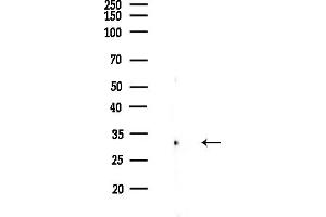 Western blot analysis of lysates from (LPS, 4h treatment), using COPS5 Antibody at 1/1000 dilution.