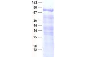 Validation with Western Blot (FAM161B Protein (His tag))