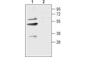 Western blot analysis of mouse brain membranes:1.
