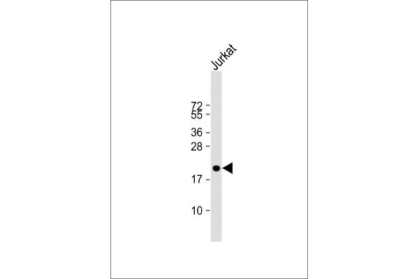 APOBEC3A Antikörper  (N-Term)