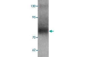 Western blot analysis of TYW3 in A-549 cell lysate with TYW3 polyclonal antibody  at 1 ug/mL. (TYW3 Antikörper)