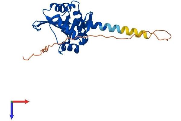 NAA10 Protein (AA 1-235) (His tag)