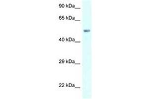 Image no. 1 for anti-Amylase, alpha 2B (Pancreatic) (AMY2B) (AA 283-332) antibody (ABIN6747550) (AMY2B Antikörper  (AA 283-332))