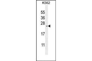 Western blot analysis in K562 cell line lysates (35 µg/lane) using RTP4 Antibody (C-term) Cat. (RTP4 Antikörper  (C-Term))