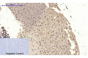 Immunohistochemical analysis of paraffin-embedded mouse brain tissue. (CDK2 Antikörper  (AA 200-280))