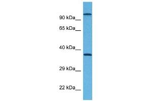 Host:  Rabbit  Target Name:  G6PC  Sample Tissue:  Mouse Testis  Antibody Dilution:  1ug/ml (G6PC Antikörper  (N-Term))