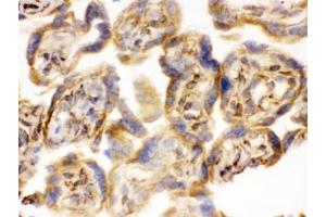 IHC testing of frozen human placental tissue with COMT antibody. (COMT Antikörper  (AA 52-271))