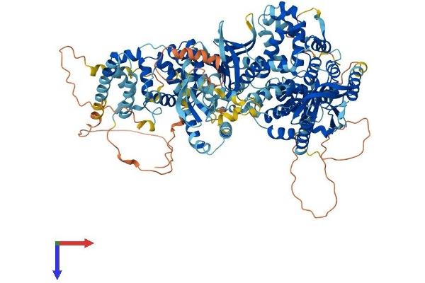 TBC1D8 Protein (AA 1-1134) (His tag)