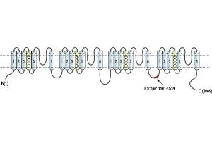 anti-Sodium Channel-Pan (AA 1501-1518), (Intracellular Loop) antibody