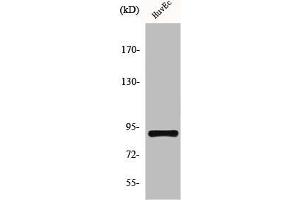 Western Blot analysis of NIH-3T3 cells using HSP90β Polyclonal Antibody (HSP9AB1 Antikörper)