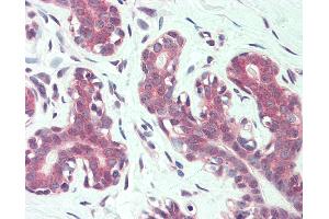 Anti-ITGA6 / CD49f antibody IHC of human breast. (ITGA6 Antikörper  (N-Term))