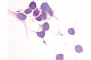 Immunocytochemistry (ICC) image for anti-Egf-Like Module Containing, Mucin-Like, Hormone Receptor-Like 2 (EMR2) (N-Term) antibody (ABIN1048546) (EMR2 Antikörper  (N-Term))