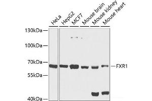 Western blot analysis of extracts of various cell lines using FXR1 Polyclonal Antibody at dilution of 1:1000. (FXR1 Antikörper)