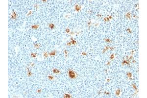 Formalin-fixed, paraffin-embedded human tonsil stained with Calgranulin B Monoclonal Antibody (CAGB/426) (S100A9 Antikörper)
