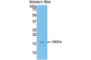 Detection of Recombinant INHA, Mouse using Polyclonal Antibody to Inhibin Alpha (INHa) (Inhibin alpha Antikörper  (AA 240-366))