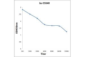 Antigen: 0. (MAPKAP Kinase 5 Antikörper  (pThr182))